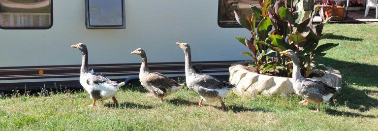 Camping La Ferme du Pelou — photo 7